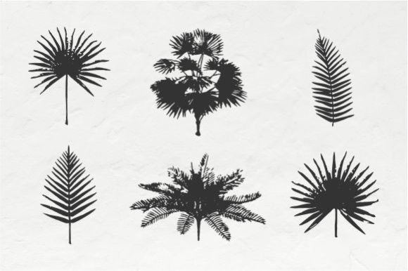 Palm Vintage Graphics: A Review for Brand Illustrations